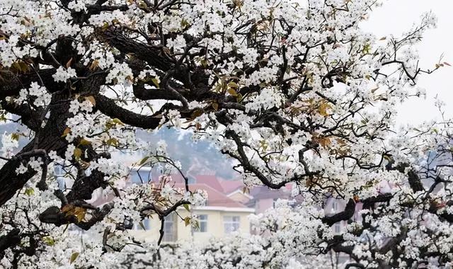 青岛景点排名一览表，青岛旅游景点大全（青岛旅游景点大全排名）