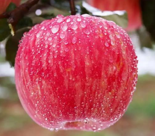 陕西洛川苹果有几种颜色，红富士苹果就选陕西洛川