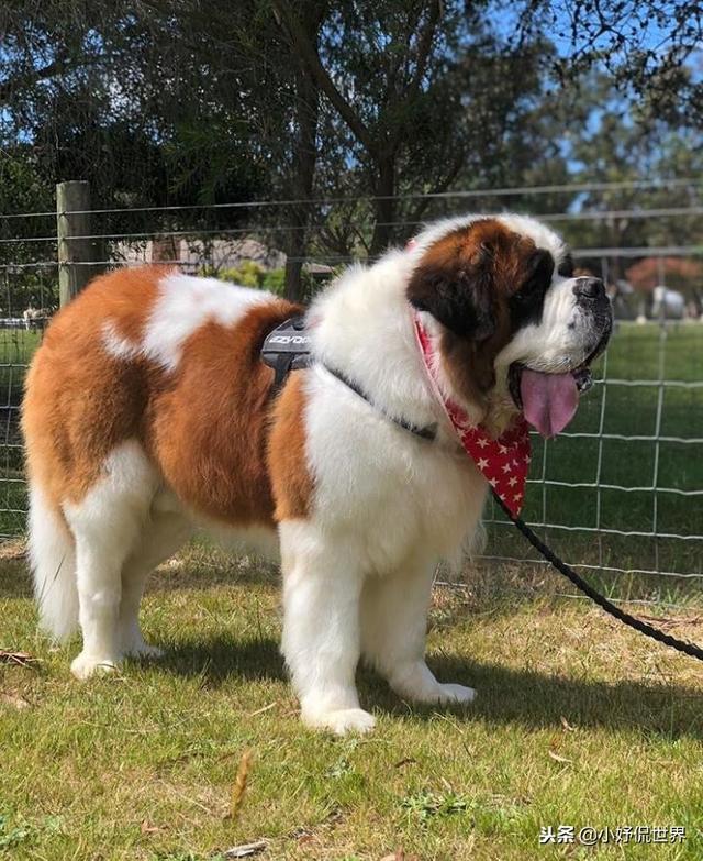 丝毛狗什么品种，丝毛犬有哪些品种（10种随着时间的推移而改变了容颜的犬种）