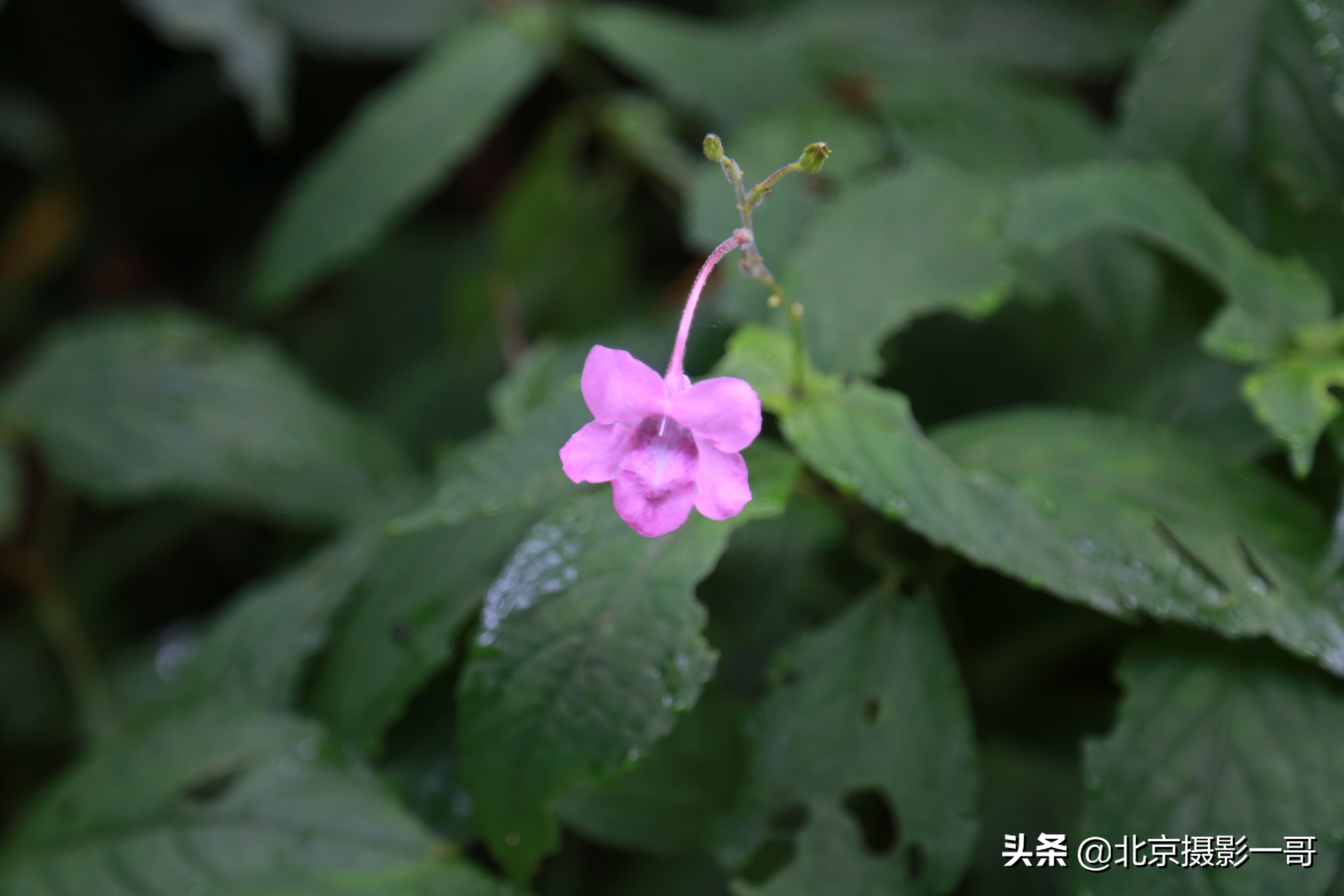 富兰特（一哥亲子游之张家界森林公园和天门山自由行三日游）