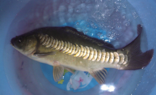 德国镜鲤（德国精灵，网友：看着吓人却味美（德国 鲤鱼）