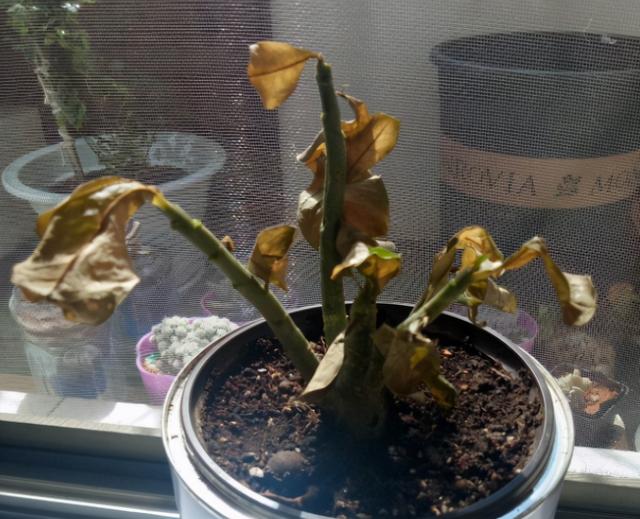 栀子花叶子发黄是什么原因，栀子花叶子发黄的原因是什么（栀子花叶子发黄）