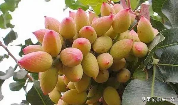 开心果是什么树的果实，开心果是哪种树的果实（我国的开心果是在哪些地方种植）