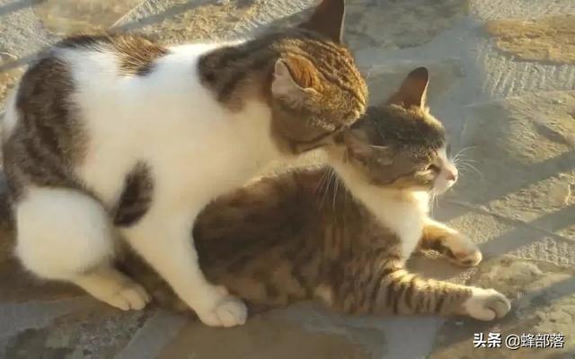 猫咪怎么交配，猫叫春为什么很寒碜