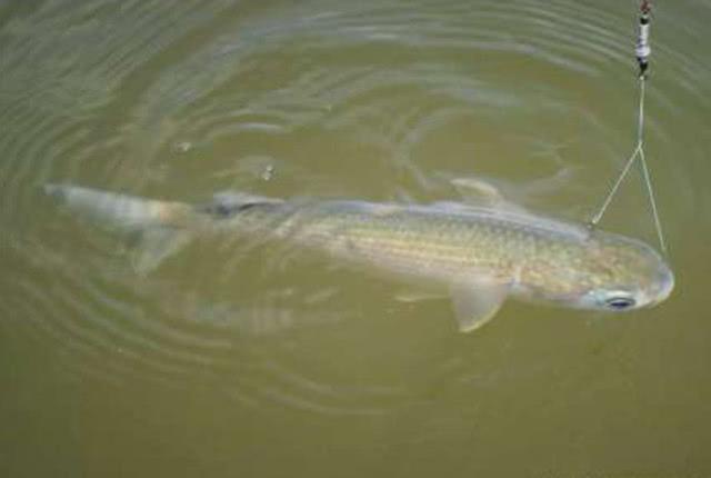 乌头鱼，力道十足的“乌头鱼”该如何垂钓（乌头鱼图片）