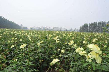 金花葵的养殖方法，金花葵的养殖方法视频（农民教你种植清热凉血、消炎镇痛的金花葵）