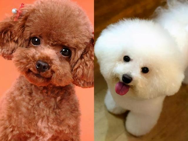比熊和泰迪详细对比，比熊犬和泰迪犬有哪些区别