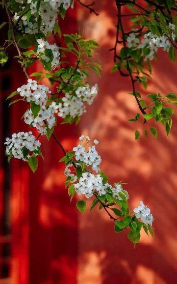 春天古诗25首简单的，关于春天的25首简单古诗有哪些（在诗韵中遇见最美的春天）