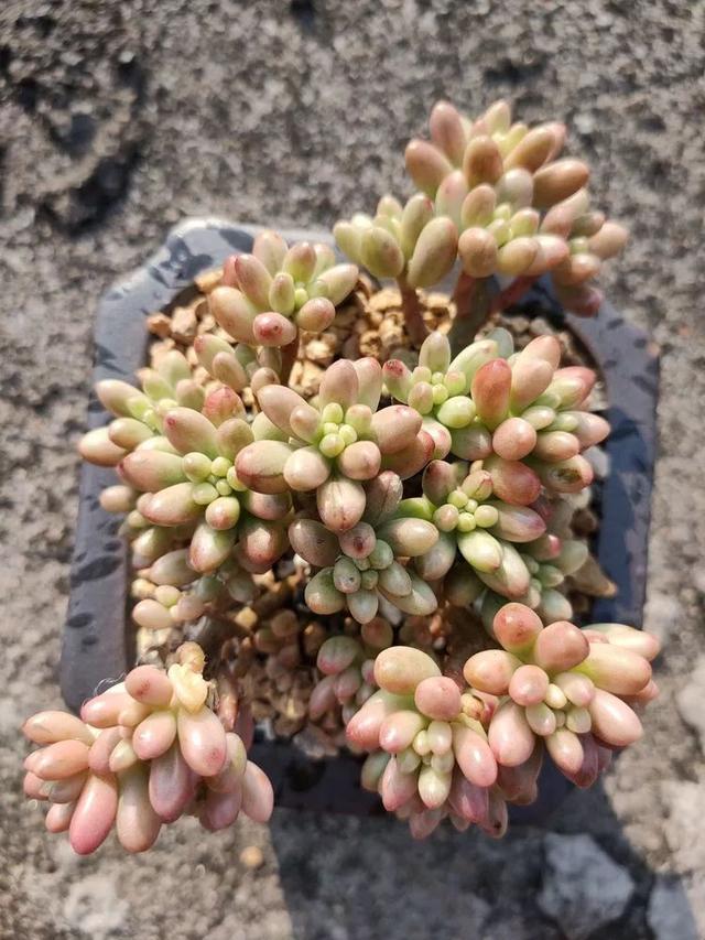 红唇多肉如何养，红唇多肉怎么养出多头（阳台党一样可以养出漂亮的多肉）