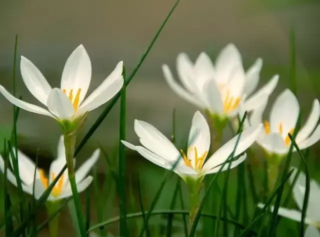 各种花开放的时间（100种常见花的花开时间附图）