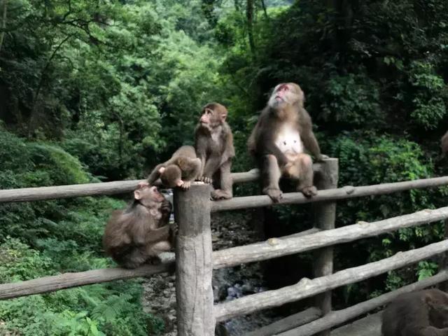 峨眉山海拔多少米，四姑娘山海拔多少米（游峨眉山4大误区，你中了几个）