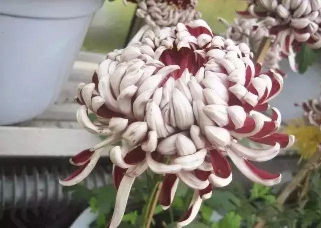 世界最美菊花80种太美了，金秋十月赏菊花——世界最美菊花80种送给您