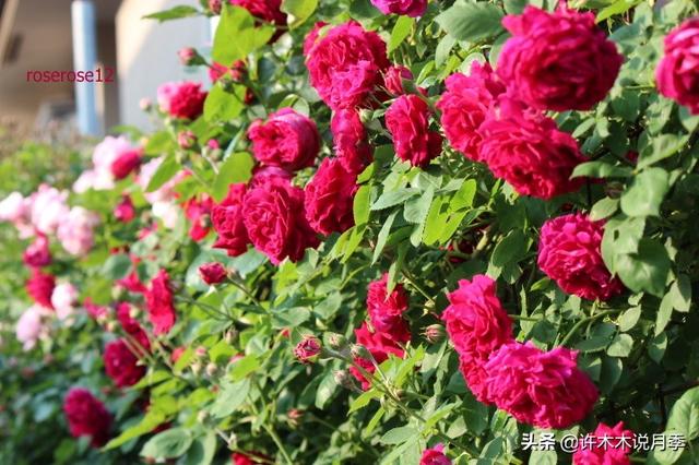 月季花一般都几月份开，月季花一般都几月份开花（怎么才能让月季开更多花呢）