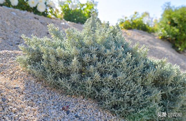 银叶菊的养殖方法和注意事项，银叶菊怎么养才茂密（想被蚊虫叮咬都难）