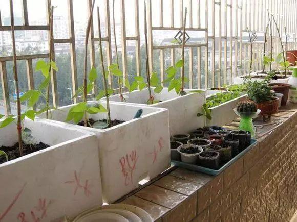 冬天吃什么菜好，冬天吃什么菜最好（下雪天冻不死）