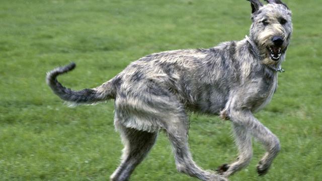 世界十大名犬排行榜，世界十大名犬排行榜中国（盘点世界上最强大的10种狗）