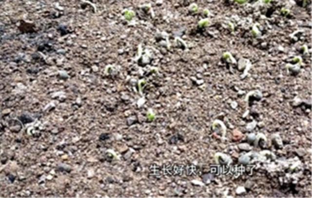 红秋葵的种植方法，红秋葵的种植方法视频（秋葵育苗生长种植管理技术）