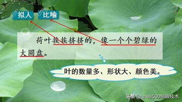 莲蓬的蓬是不是读轻声，莲蓬的蓬为什么读轻声（部编版语文三年级下册第3课《荷花》图文讲解）