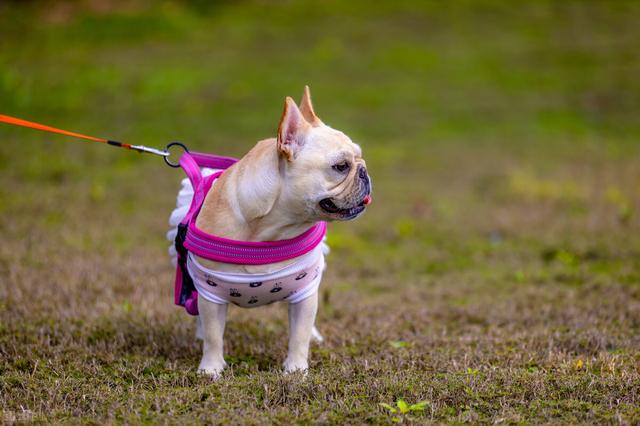 迷你杜宾犬怎么养，迷你杜宾犬养殖基地在哪里（主人记得给它们穿多点衣服）