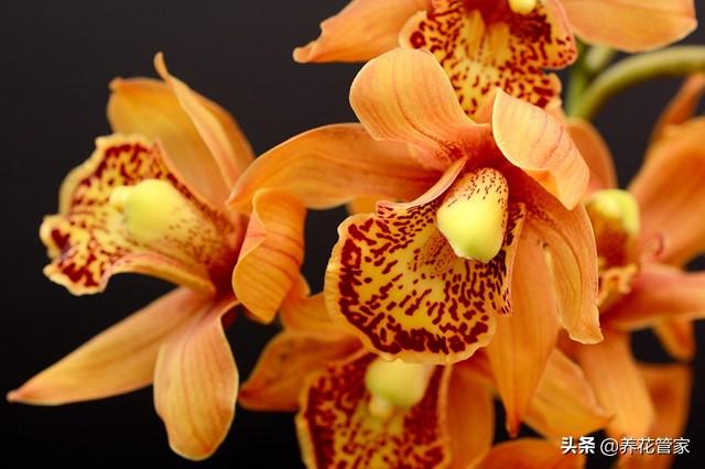 兰花能放在卧室吗，兰花冬天可以放卧室吗（这十种花，卧室不要摆放）