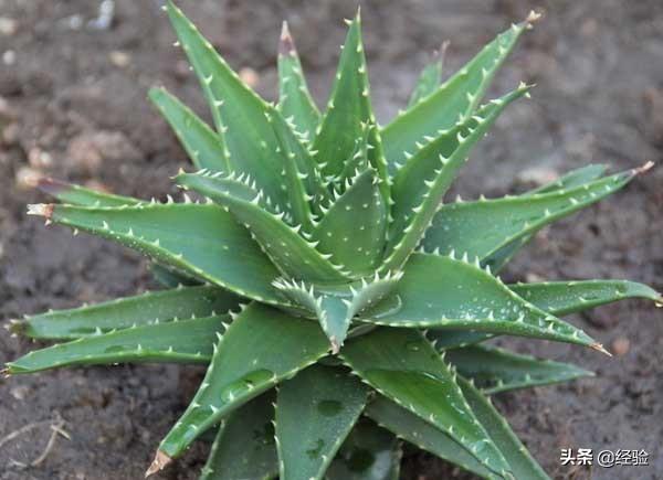 芦荟养殖，芦荟的养殖管理（盆栽芦荟的养殖方法和注意事项）