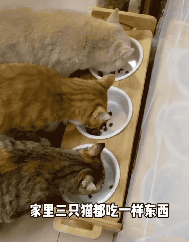 狸花猫是土猫吗，狸猫是土猫吗（那些年嘲笑狸花是小土猫的人）