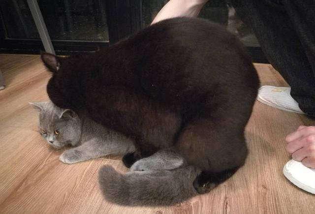 猫咪借配的注意事项，猫咪借配要配多少次（猫咪配种怎么才算成功）