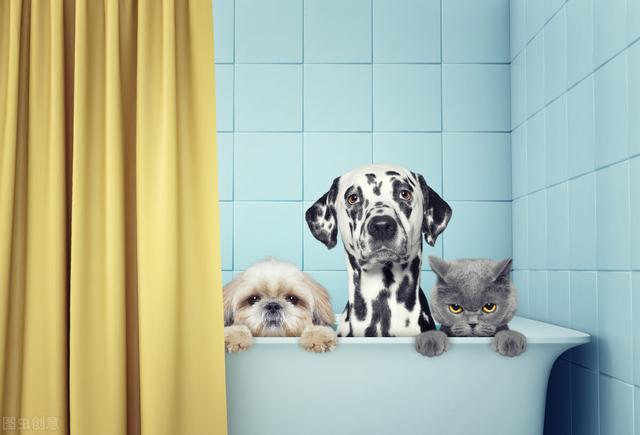 宠物猫如何托运，宠物猫怎么托运（宠物托运应该怎么办理）