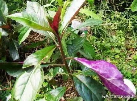 野荞麦根和乌鸡蛋煮，野荞麦根和乌鸡蛋煮水的功效（农业科普：53种野菜）