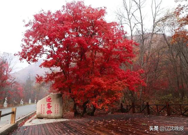 今秋本溪最佳赏枫地点大汇总，枫叶的特点