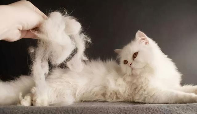 养猫对人的巨大危害，养猫对人的巨大危害有哪些（养猫的7个“害处”）