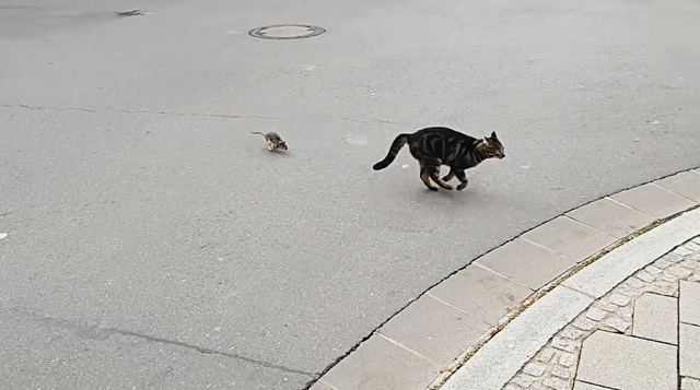 家兔要如何才能变成野兔，野兔子肉有什么好处