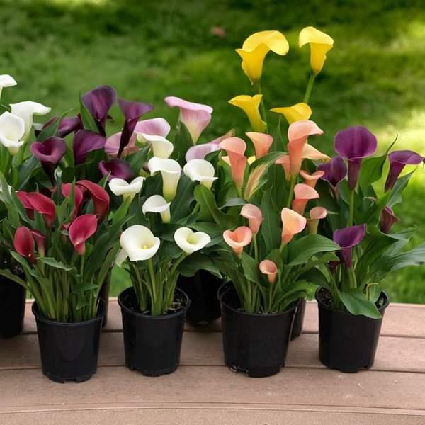 快认清“真面目”，有毒的花名字及图片