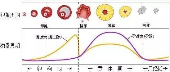 月经期间怎样减肥最快，抽20斤脂肪要多少钱（经期减肥法：4个阶段把握好）