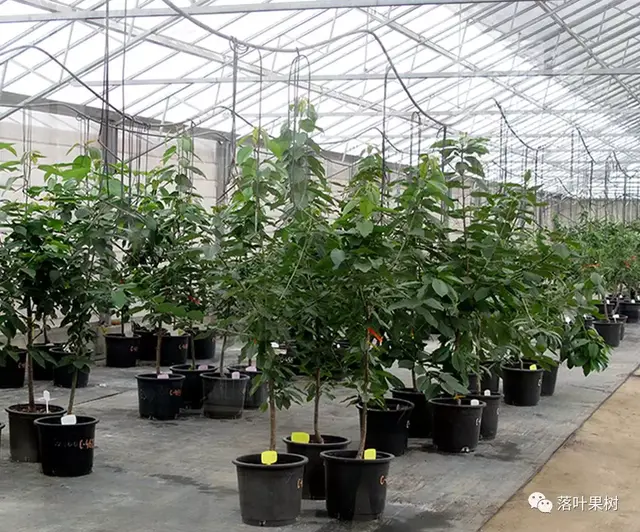 樱桃的特点，欧洲波兰甜樱桃与酸樱桃的商品化栽培历程（樱桃的特点）