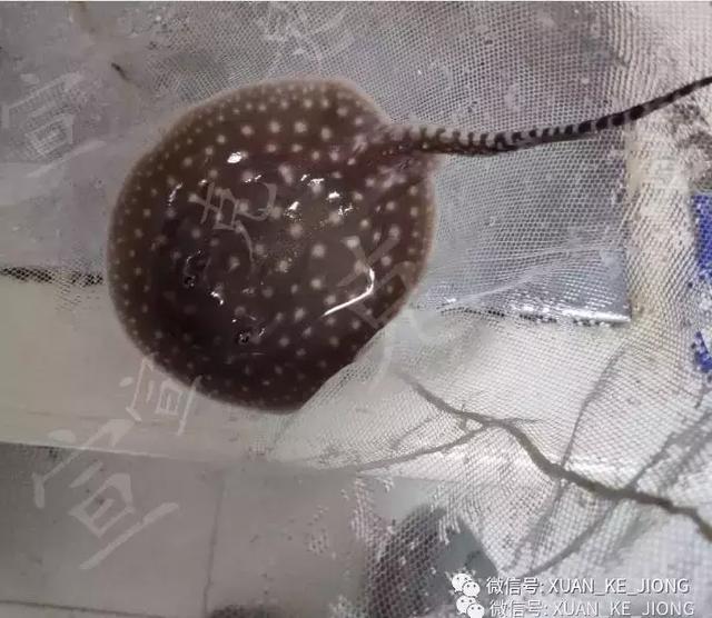 为什么被魟螫后会中毒，被毒蛇咬了会被毒死吗（我被一条魟鱼给刺伤了）