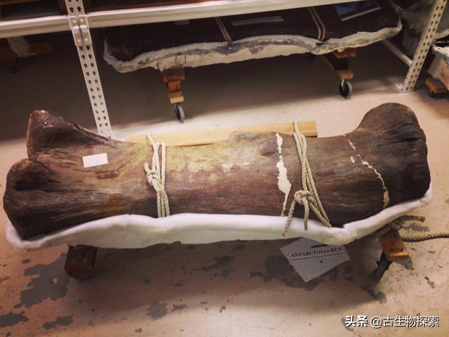 世界上有什么恐龙，世界上有几种恐龙（世界最大恐龙排行榜）