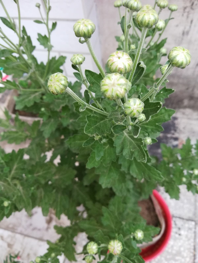 菊花养殖方法和注意事项大全，菊花的养殖方法和注意事项（用上这几招菊开满园）