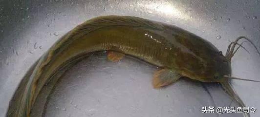 本地塘鲺鱼养殖，塘鲺鱼苗如何养殖（埃及塘虱鱼经历了什么）