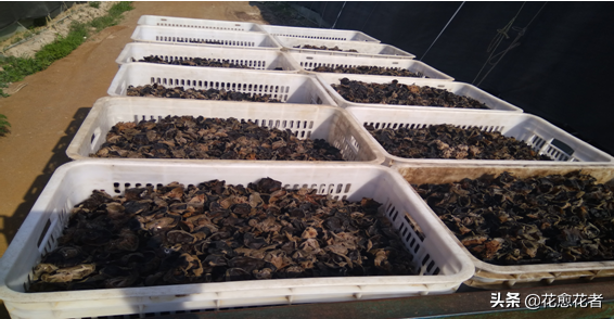 湿木耳能放多久，超市买的湿木耳能放多久（黑木耳高产栽培采收、加工关键技术）