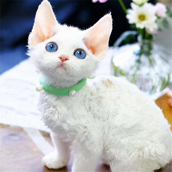 什么品种的猫不掉毛，什么品种的狗狗不掉毛（不掉毛的猫：德文卷毛猫）