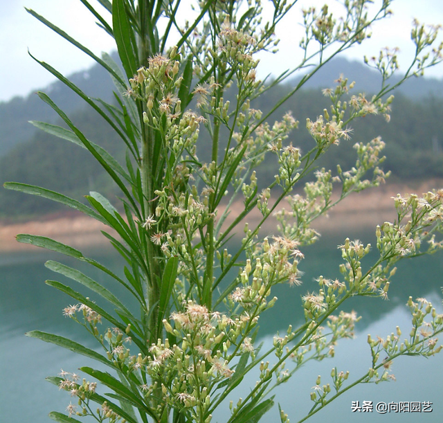 小飞蓬的功效与作用，小飞蓬的功效与作用是什么（农民伯伯叫它“小飞蓬”）
