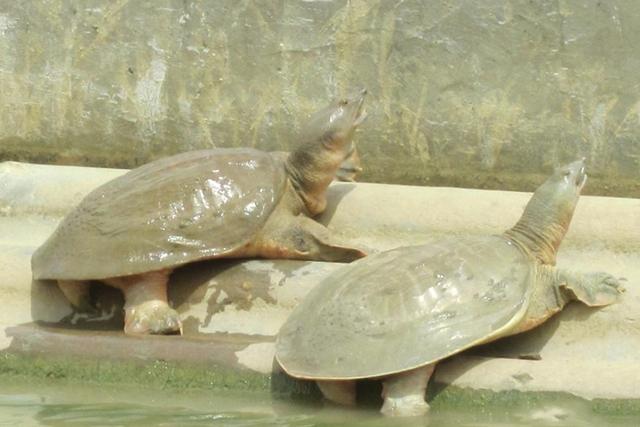 王八怎么养，在家怎么养王八怎么养（根据天气控制投喂量）