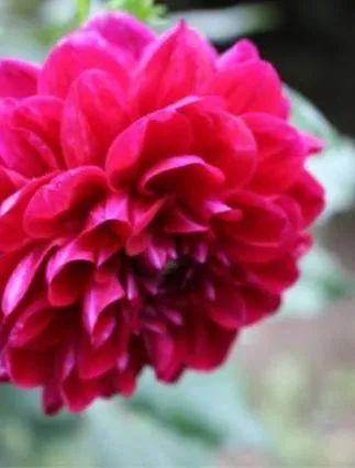 上关花下关风苍山雪洱海月是什么意思，上关风下关花苍山雪洱海月下一句（即“下关风、上关花、苍山雪、洱海月”）