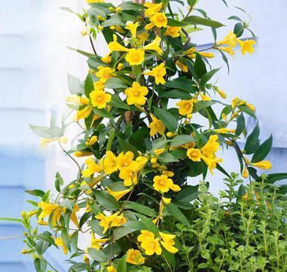 法国香水茉莉怎么养，法国香水茉莉怎么养殖（2种“肥料”换着用）