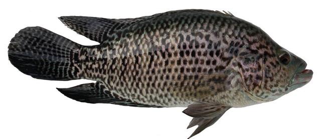 石斑鱼常见养殖模式，石斑鱼繁殖和养殖技术上（快来看看哪个才是你的“菜”）