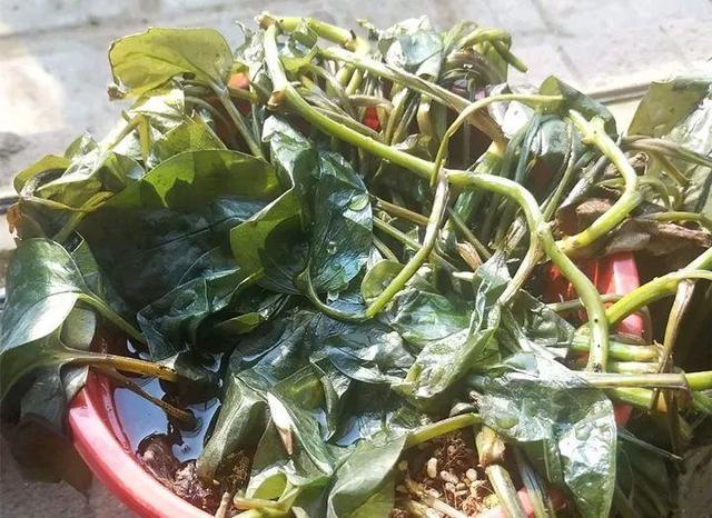 一帆风顺叶子下垂发软，一帆风顺叶子下垂发软发黄怎么办（这花天一冷就假死）