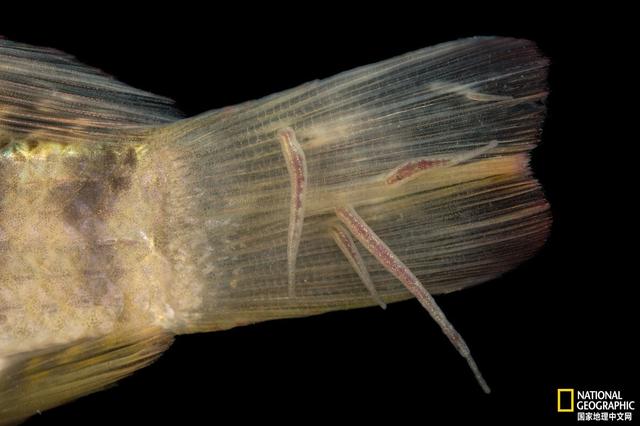 什么是寄生虫，寄生虫怎么治疗（寄生虫一定有害吗）