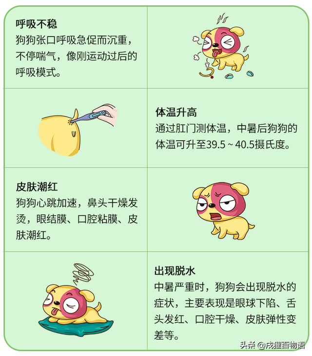 狗狗中暑了怎么办，狗狗中暑怎么办（赶紧做好这几步，否则性命堪忧）