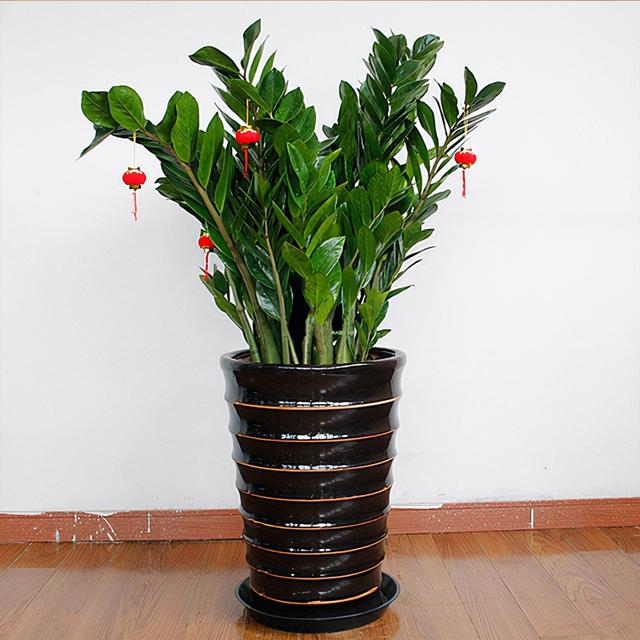 适合家里养的32种花，家里养什么花好（”家居盆花100种）